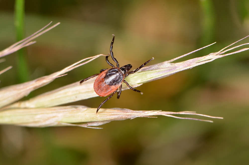 Sajú krv a šíria choroby. Kliešte netreba podceniť